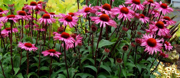 10 Best Low-Maintenance Flowers for Effortless Garden