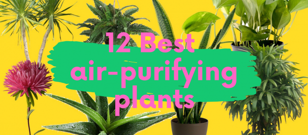 12 NASA recommended air-purifying plants that you must have in your house