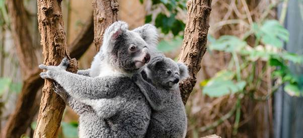 15 Most Famous Wild Animals of Australia