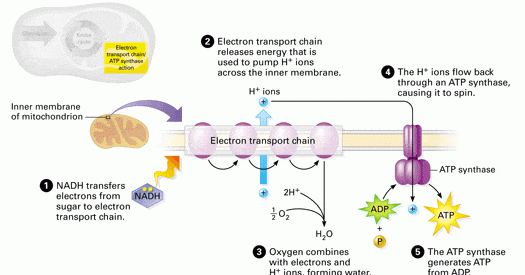 3 Simple Stages in Cellular Respiration and How They Work