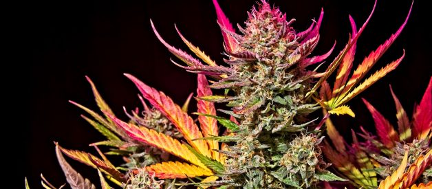 7 Tips and Tricks to Maximize Yields in Autoflowers