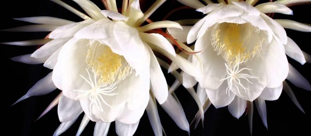 9 Most Expensive Flowers On The Planet