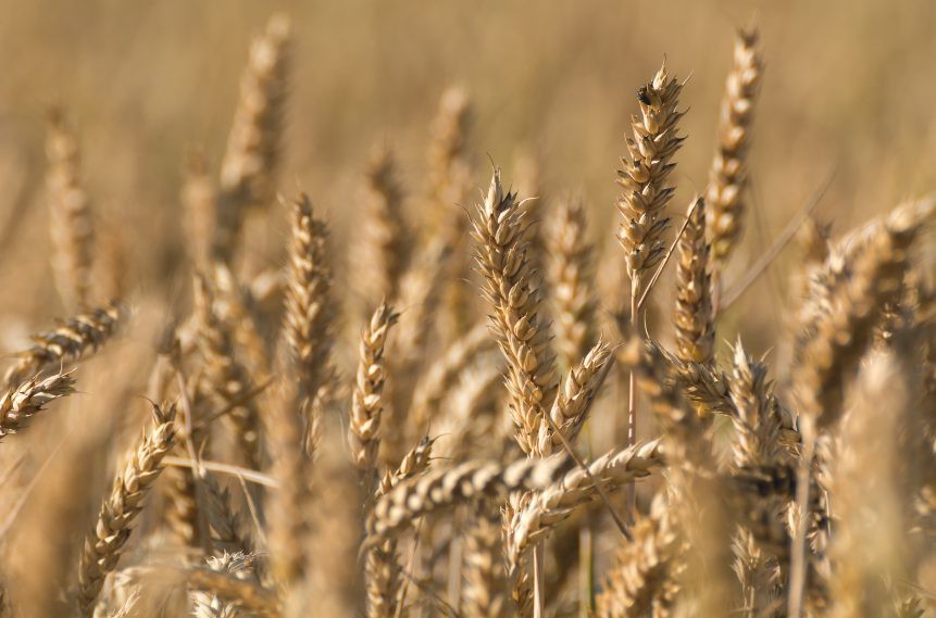 A field of grain