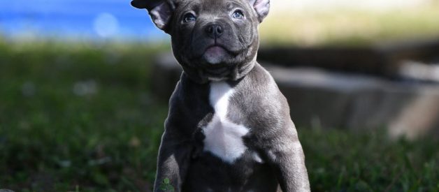 AMAZING AMERICAN BULLY PUPPIES FOR SALE | UPCOMING LITTERS | TOP POCKET BULLY KENNEL
