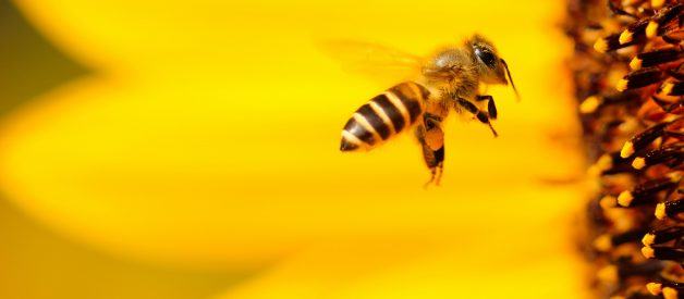 Are Bees Really Going Extinct?