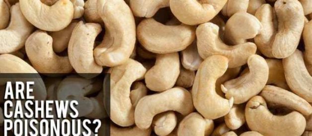 Are Cashews Poisonous? Toxic Truth about Cashew Poison | Paktales
