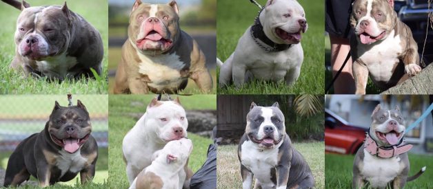 BEST CHAMPAGNE, LILAC, CHOCOLATE & TRI COLOR AMERICAN BULLY POCKET PUPPIES FOR SALE