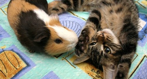 Can Guinea Pigs and Cats Live Together?