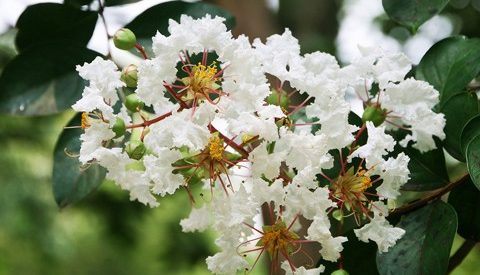 Crape Myrtle — A Southern Tree for Your Alpharetta and Roswell Yard