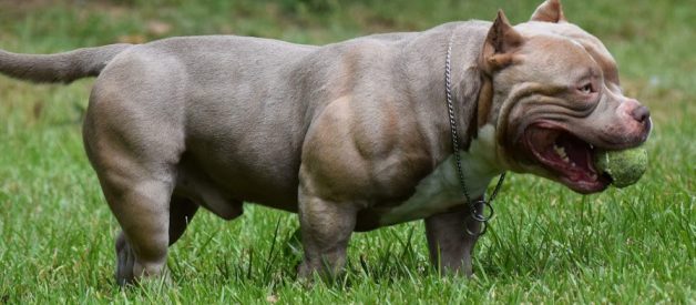 Everything You Need To Know About The Fastest Growing Dog Breed: The American Bully