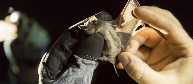 For Wintering Bats: To Sleep or to Migrate?
