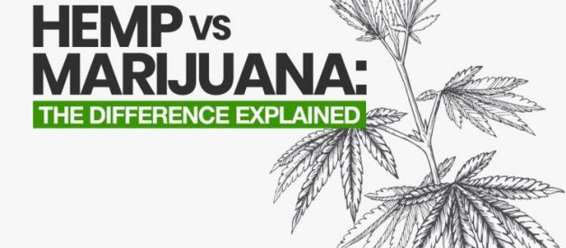 Hemp vs Marijuana: The Difference Explained (2020 Update)