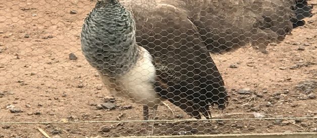 How can you tell if a peahen is going to lay an egg?