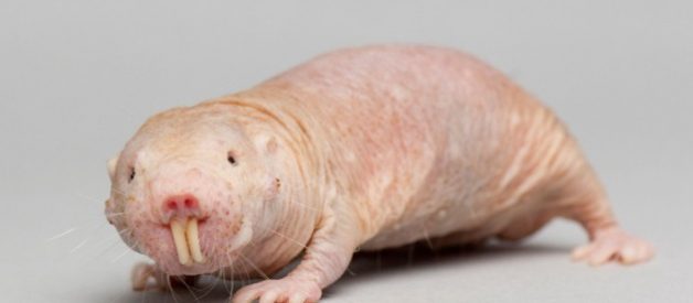 How Kathleen Kennedy has Turned #Lucasfilm into a Naked Mole Rat Colony