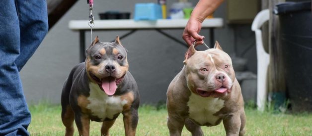 HOW MUCH DOES AN AMERICAN BULLY COST?