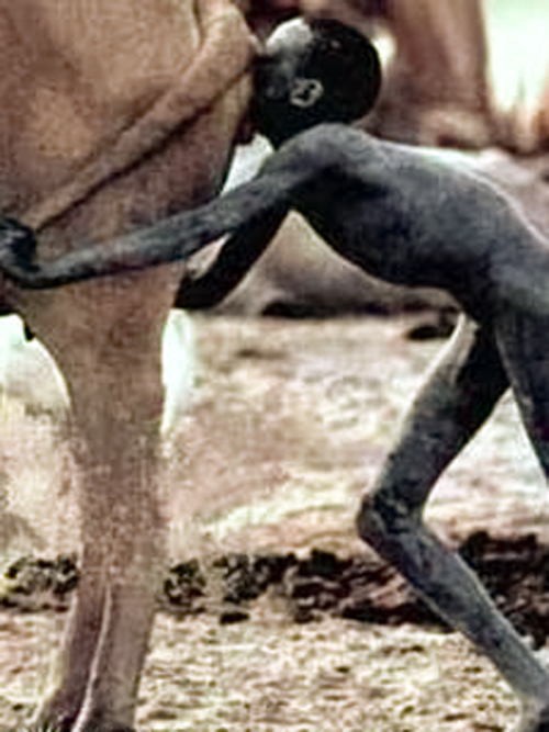 Kevin Carter Starving Boy