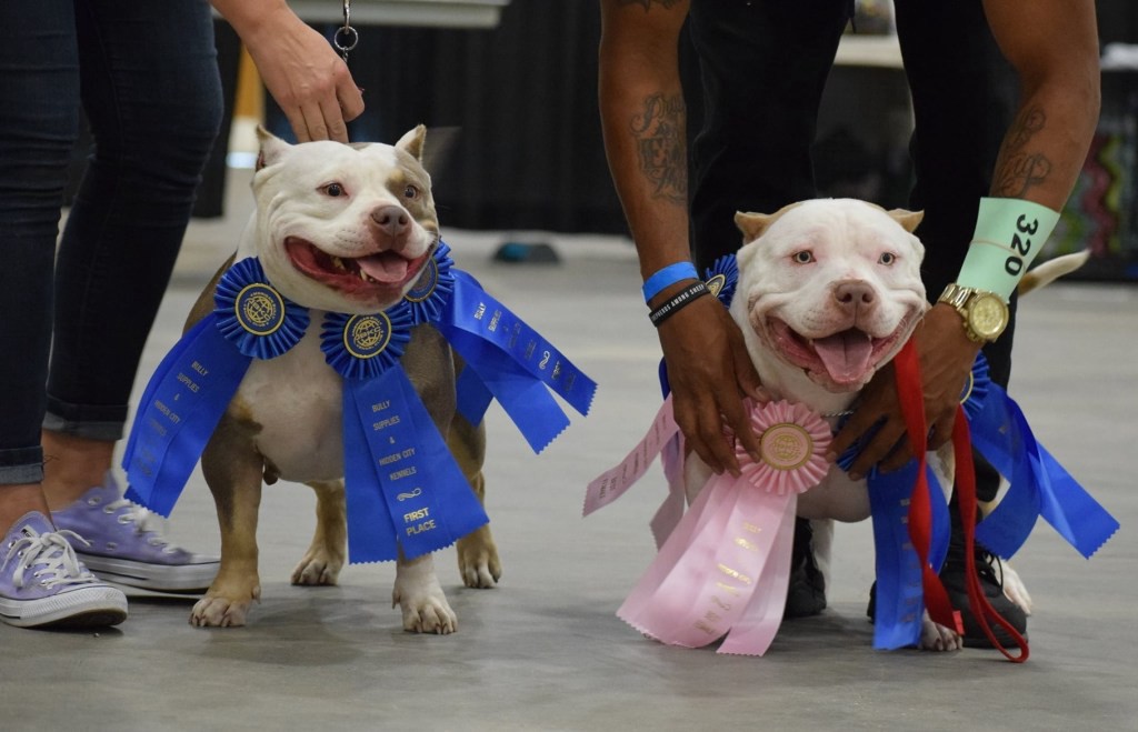 HOW TO A SUCCESSFUL BREEDER AMERICAN BULLY TYPES