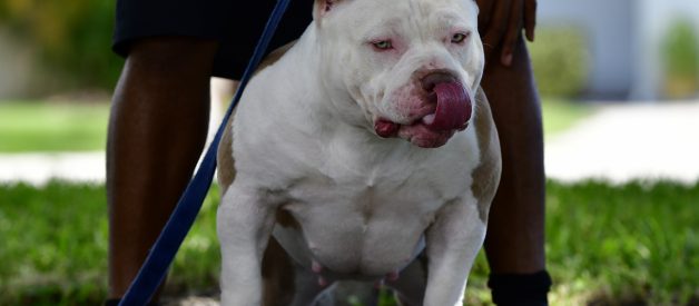 HOW TO BECOME A SUCCESSFUL BREEDER: AMERICAN BULLY TYPES, CLASSES, FOUNDATION DOGS & BREEDING TECHNIQUES