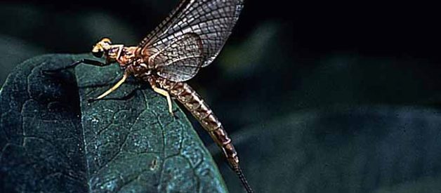 How to Get Rid of Mayflies