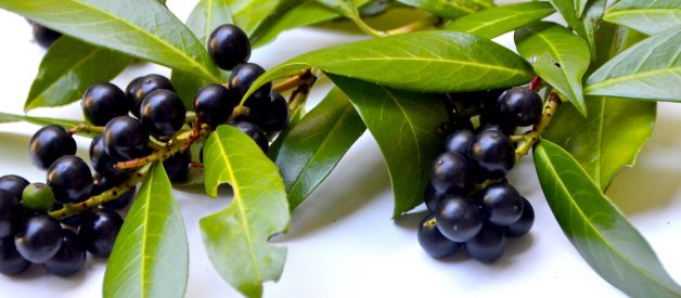 Java Plum or Black Jamun — The Wonder Fruit!