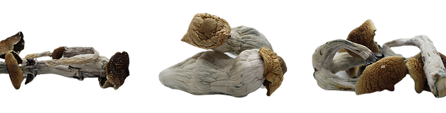 Psilocybin Mushrooms — Strains and Species