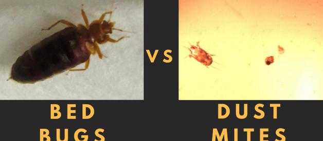 The difference between Bed Bugs & Dust Mites