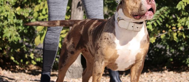 THE MERLE COAT: ACCEPTABLE IN THE AMERICAN BULLY BREED?