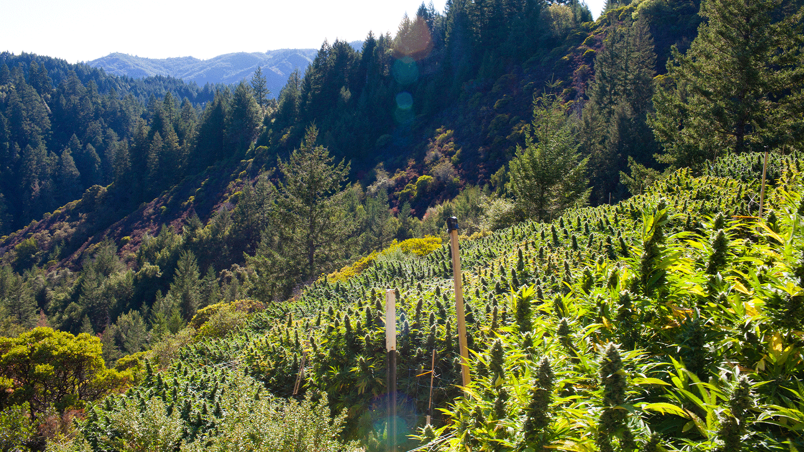 Murder Mountain in Humbolt County, California, is one of the cannabis growing capitals in the United States.