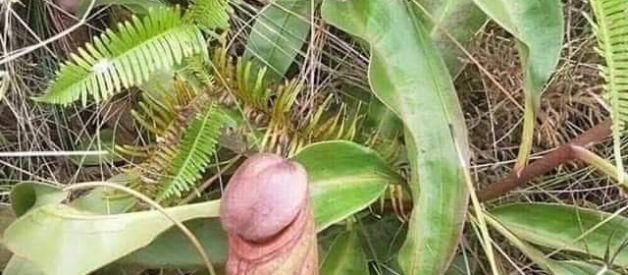 The Penis Plant