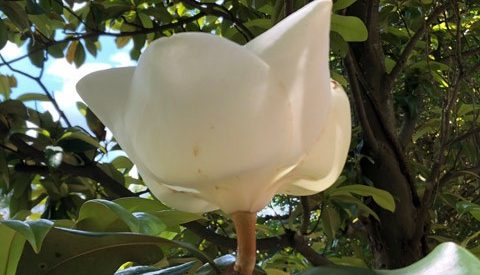 The Stunning Southern Magnolia Tree and its Flower