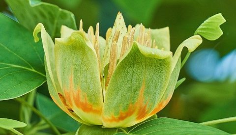 Tulip Tree Information, Problems, and Care