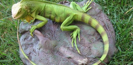 Twelve Tips to Rid Your Yard of Pesky Iguanas