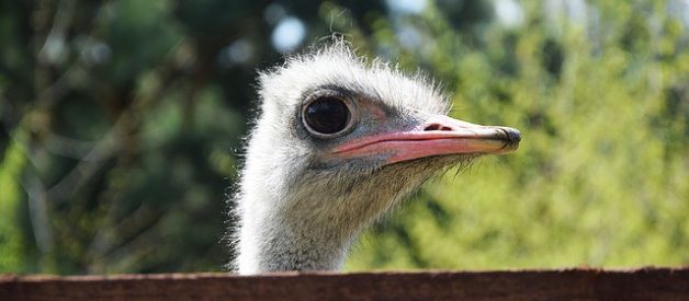 Unconventional Profit: Raising Ostriches