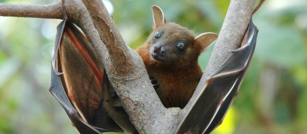 Watch: True Facts About The Fruit Bat