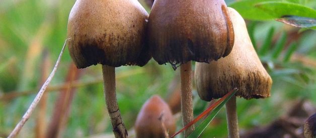 What are Mushrooms?