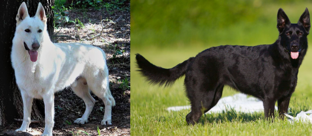 What happens when you breed a Black GSD to a White GSD?