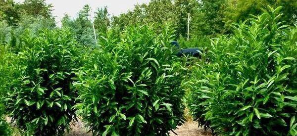 What Is Skip Laurel Plant? Why To Purchase Them?