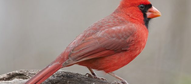 What It Means When You See a Red Cardinal