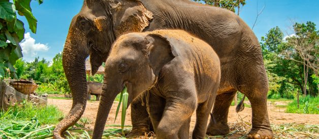 What They Don’t Tell You About Elephant Sanctuaries in Thailand